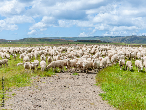 Flock of sheep in field and rural landscape