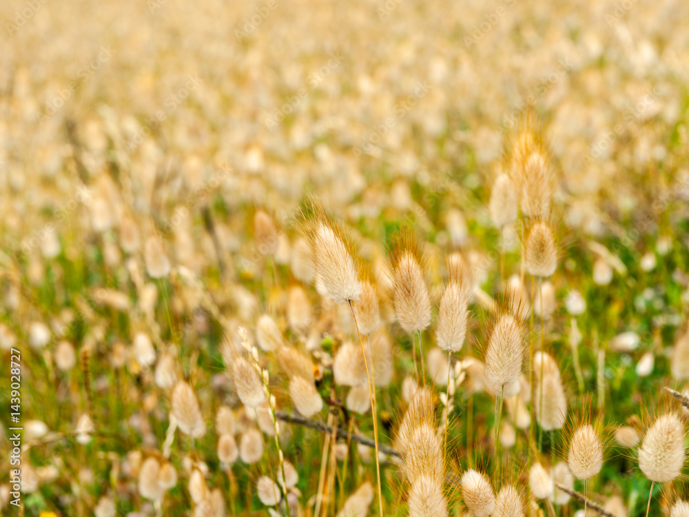 Full frame field of hare's grass in flower