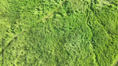green grass texture
