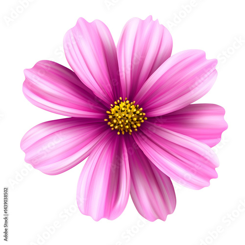 Pink daisy flower isolated on transparent background
