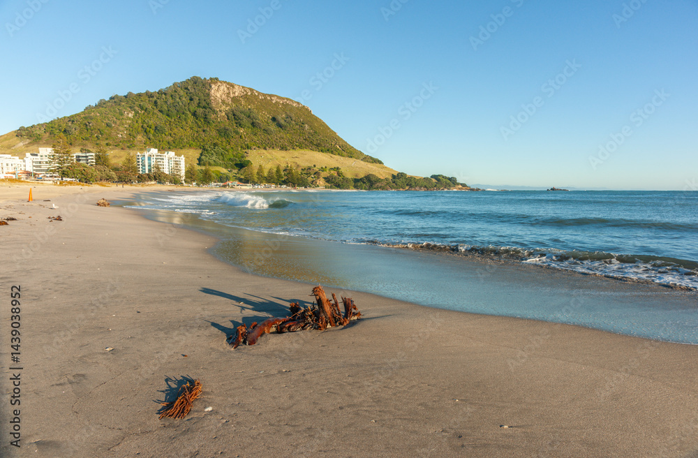 Main beach bull kelp washed-up on the wet low tide sand