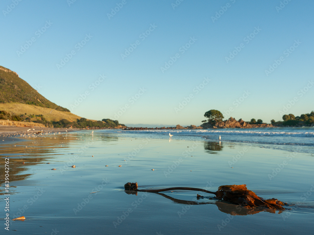 Main beach bull kelp washed-up on the wet low tide sand
