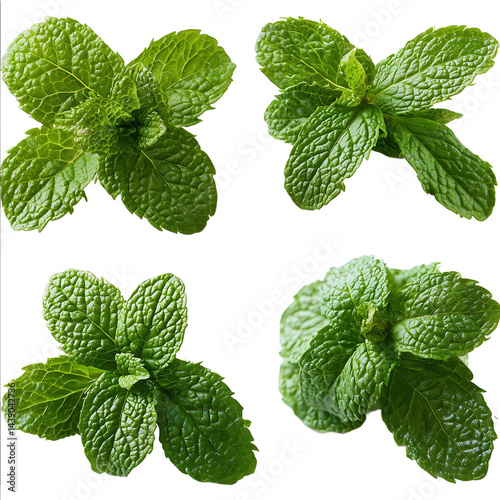Fresh mint leaves isolated on white background Ultradetailed studio photo of fresh mint leaves showcasing a front view 34 view side profile and rear angle The leaves are levitating