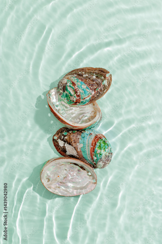 Colored closeup shells floating on waves green blue sea water at sunlight. Beauty nature textured Seashells, marine life, nautical style, Minimal summer aesthetic, beach lifestyle, pastel color