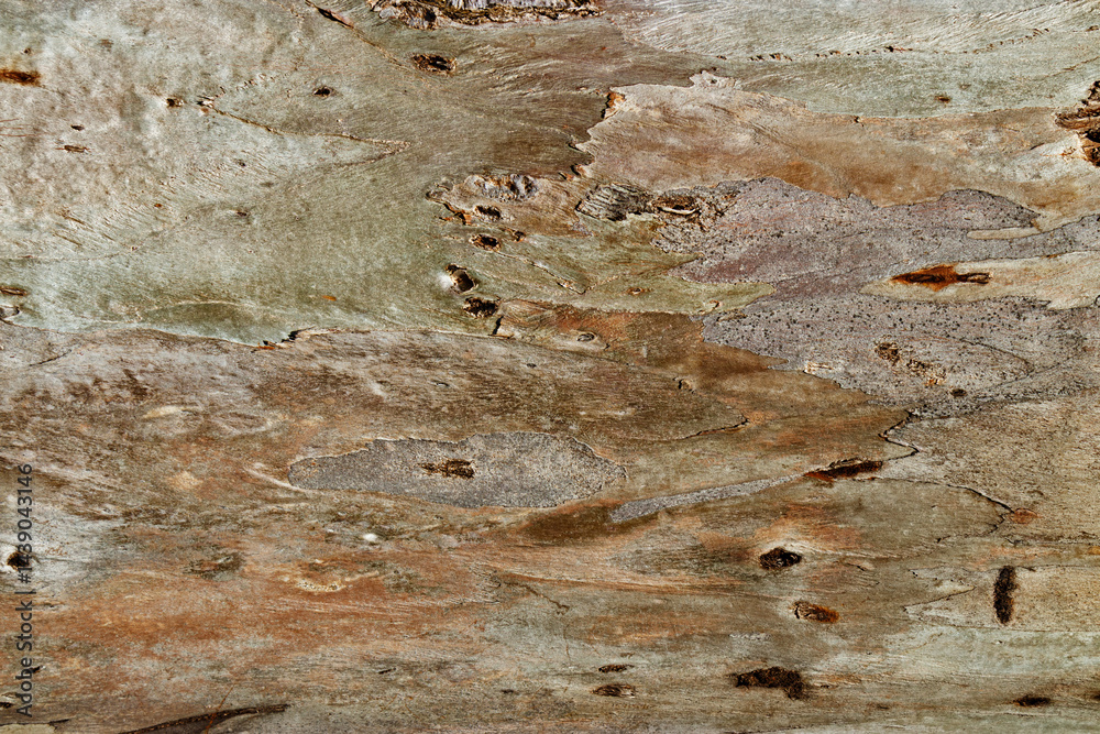 Close up of sycamore tree bark texture background showcasing natural wood patterns and Detailed rough grainy wooden surface, macro trend photo for eco-friendly projects and nature-themed designs