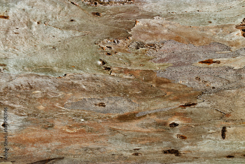 Close up of sycamore tree bark texture background showcasing natural wood patterns and Detailed rough grainy wooden surface, macro trend photo for eco-friendly projects and nature-themed designs