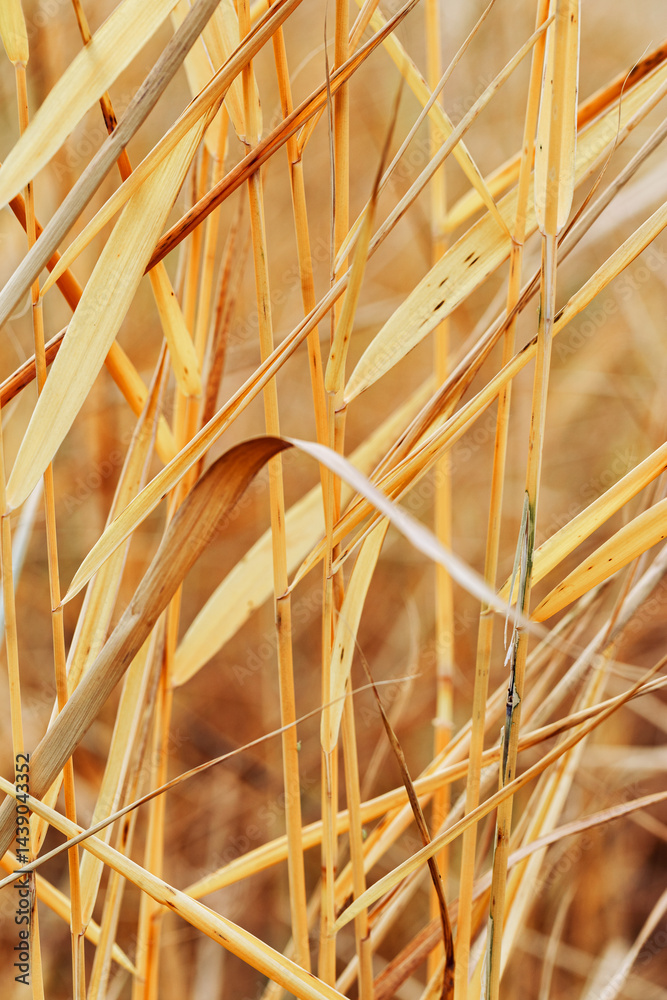 Lake grass as Natural textured pattern, thin colorful leaves form linear pattern, organic design background, beige yellow soft color. Aesthetic nature scenery, minimal autumn seasonal ornament