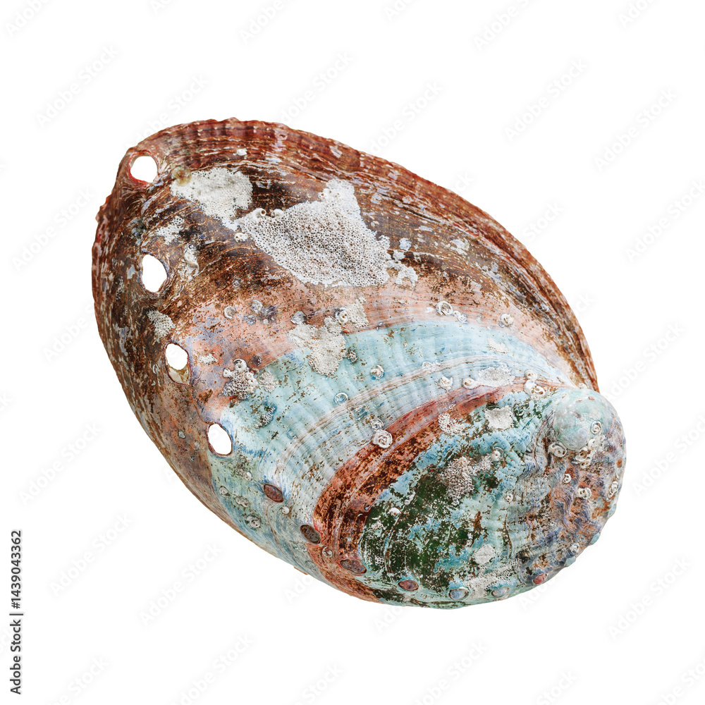 Shell of abalone with natural texture, close up seashell isolated in white background, one beautiful texture surface of mollusks, blue green brown colored Haliotis, top view, sea and oceanic nature
