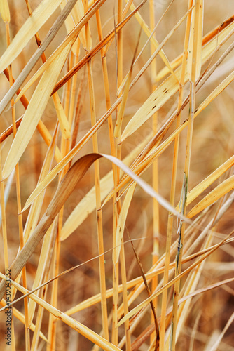 Obraz na płótnie Lake grass as Natural textured pattern, thin colorful leaves form linear pattern, organic design background, beige yellow soft color. Aesthetic nature scenery, minimal autumn seasonal ornament w salonie