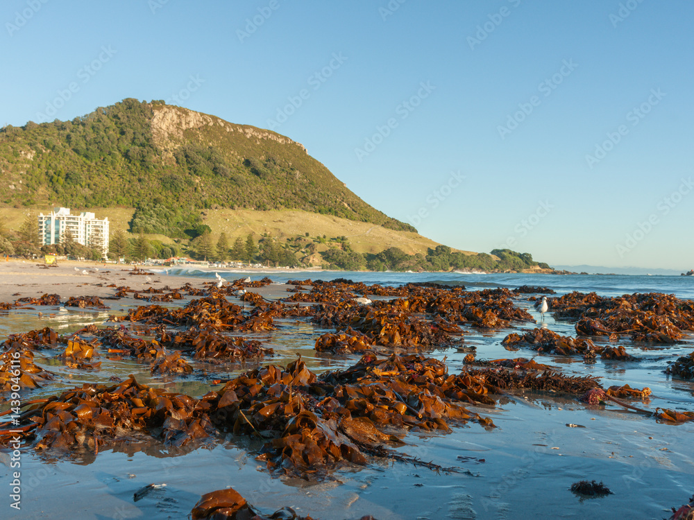 Main beach mass of bull kelp washed-up on the wet low tide sand