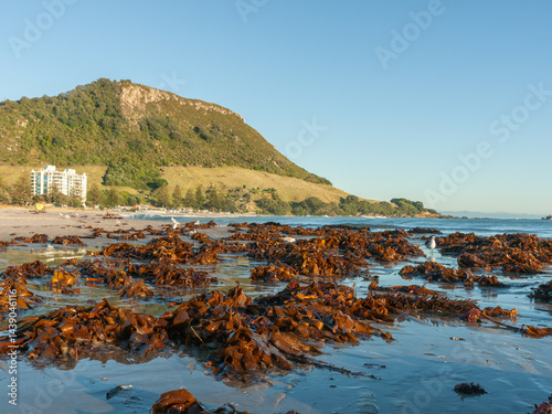Obraz na płótnie Main beach mass of bull kelp washed-up on the wet low tide sand w salonie