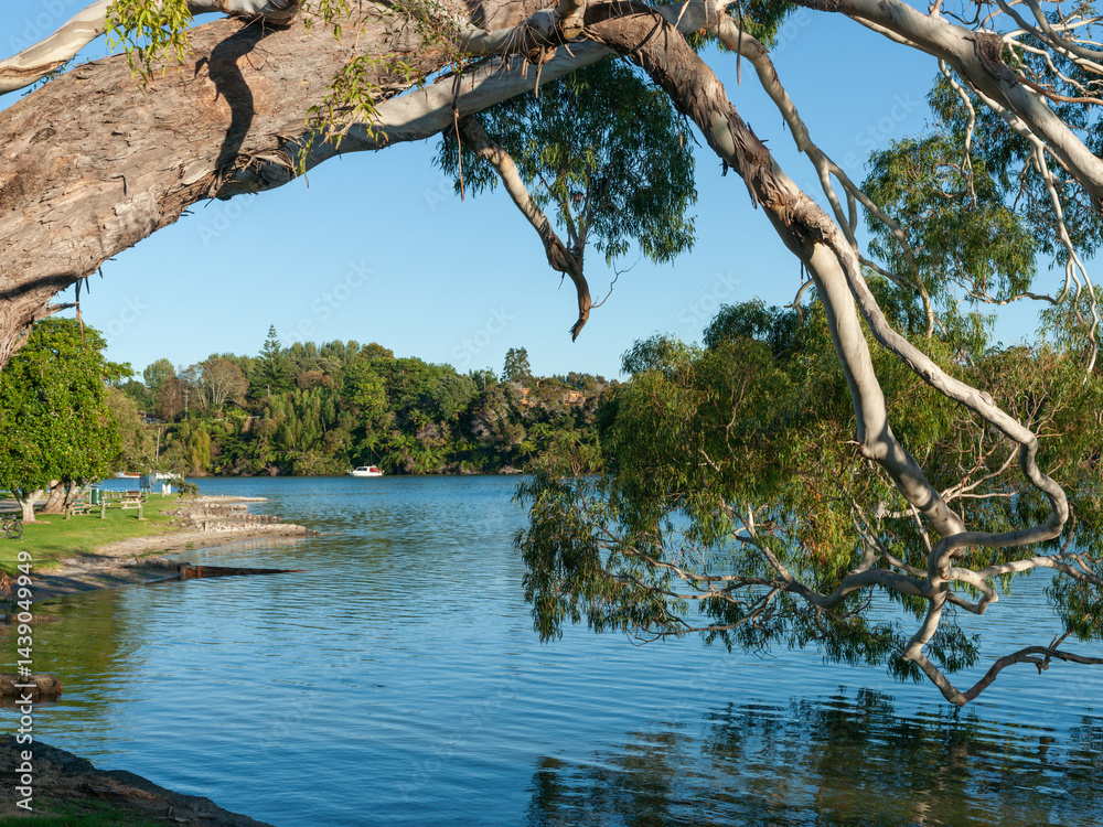Mature eucalyptus tree foliage hanging over water