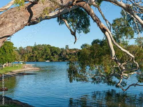 Obraz na płótnie Mature eucalyptus tree foliage hanging over water w salonie