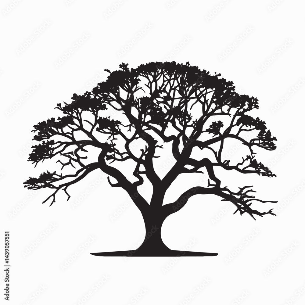 Obraz premium Cinchona Medicinal Tree Silhouette Isolated