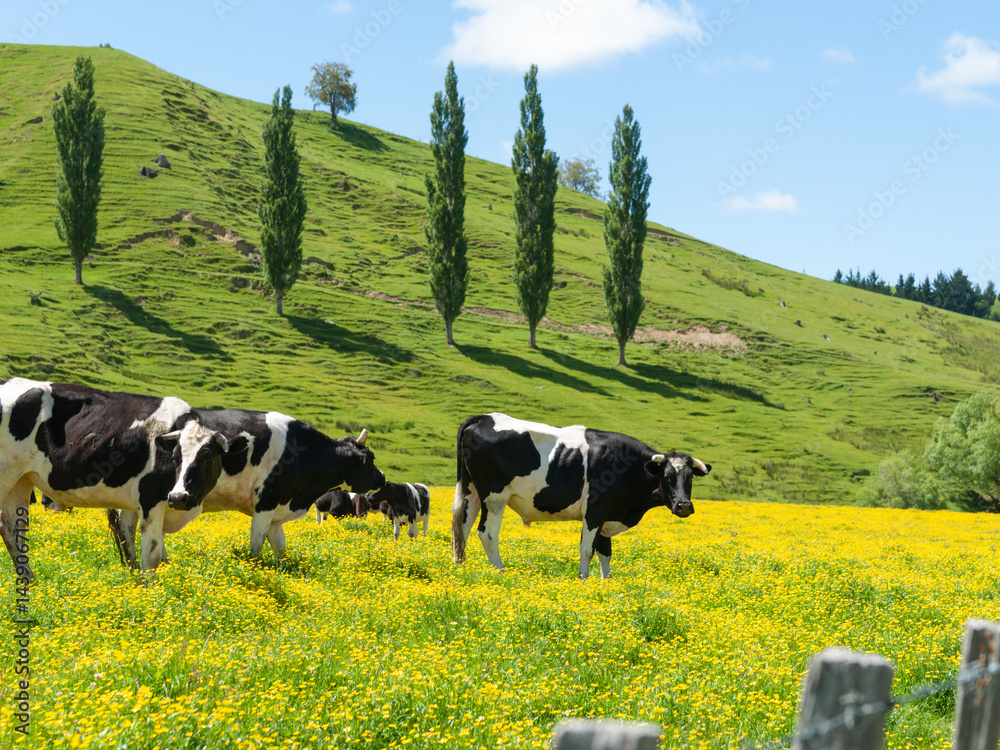 Hereford cattle grazing a field of yellow buttercup in front of green hills.