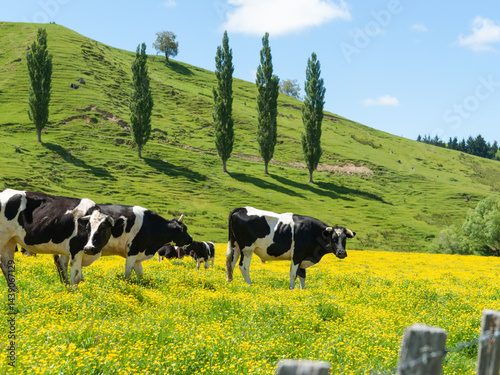Obraz na płótnie Hereford cattle grazing a field of yellow buttercup in front of green hills. w salonie