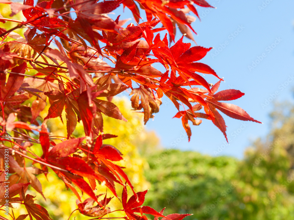 Bright red foliage in selective focus against blue sky