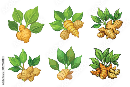 Botanical illustration of six ginger plants with vibrant green leaves and roots