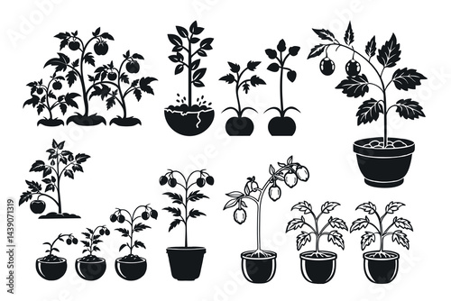 Black and white vector illustration of tomato plants in various stages