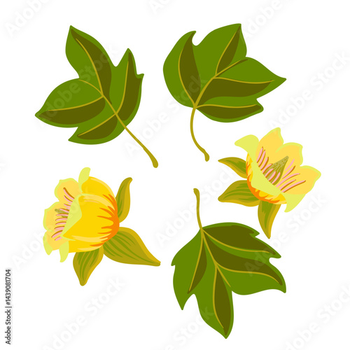 vector drawing flowers and leaves of tulip tree, tulipwood, yellow-poplar, Liriodendron tulipifera isolated at white background, hand drawn illustration