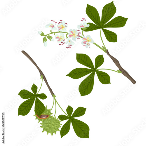 buckeye ,horse chestnut, vector drawing tree branches with fruits, flowers and green leaves isolated at white background, hand drawn illustration