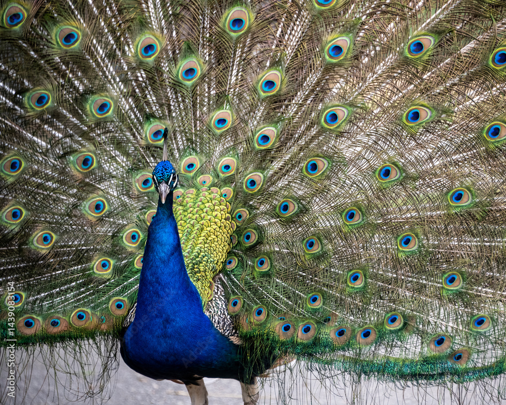 Obraz premium Colorful peacock displaying its feathers in a natural habitat during daytime