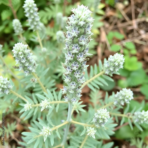 Powis Castle wormwood (Artemisia arborescens 'Powis Castle'). Hybrid between Artemisia arborescens and Artemisia absinthum.