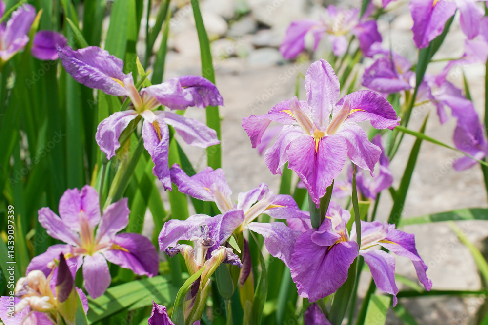 Beautiful flowers of Iris ensata in early summer