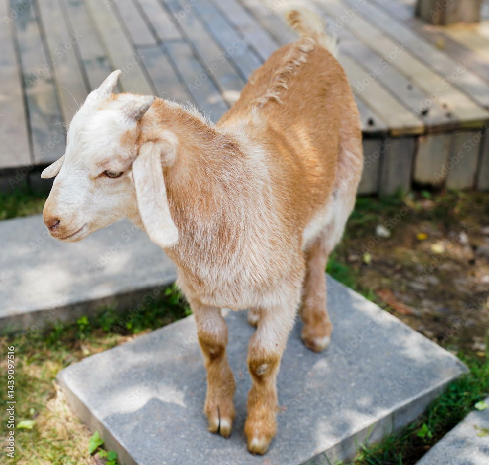 Goats in a goats farm,animal goat with cute face in farm