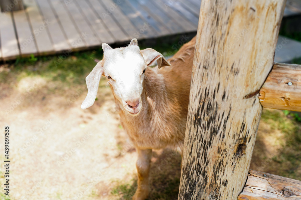Goats in a goats farm,animal goat with cute face in farm
