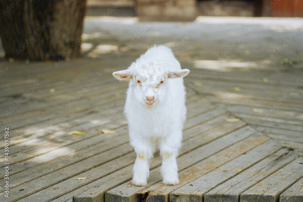 Goats in a goats farm,animal goat with cute face in farm