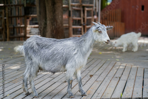 Obraz na płótnie Goats in a goats farm,animal goat with cute face in farm w salonie