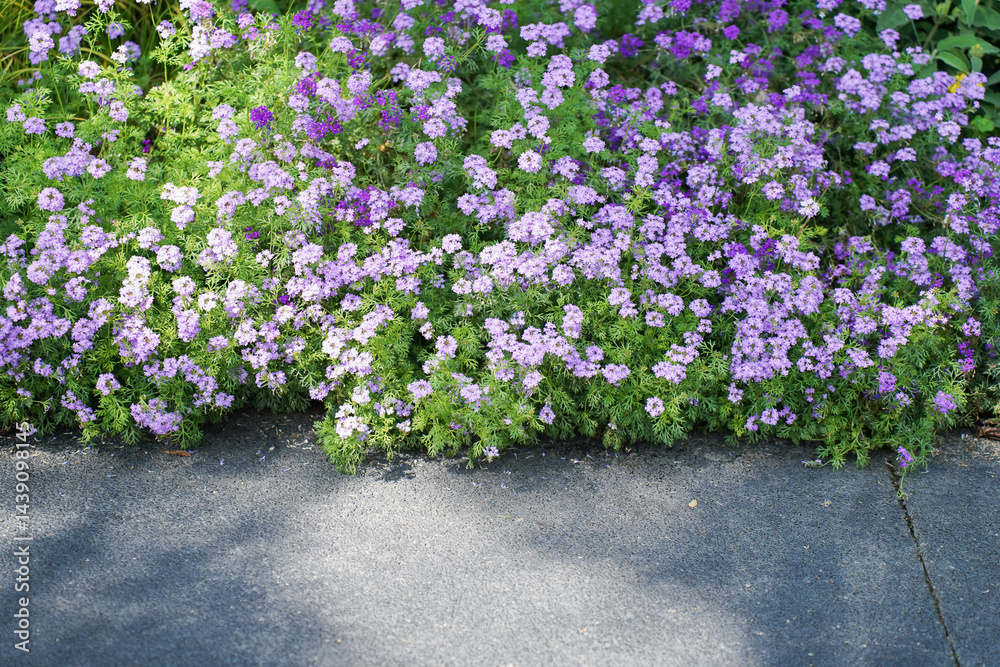 Verbena hybrida in a garden bloom with pale violet flowers, close-up