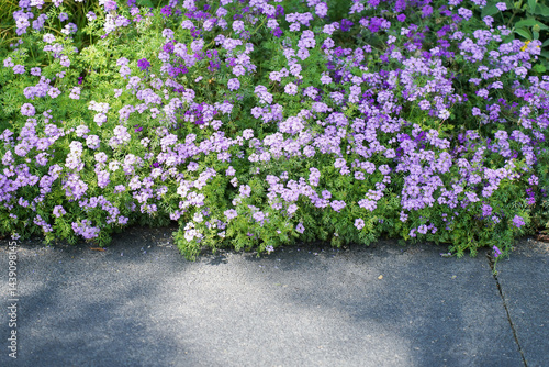 Obraz na płótnie Verbena hybrida in a garden bloom with pale violet flowers, close-up w salonie