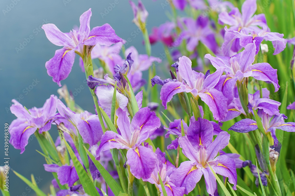 Beautiful flowers of Iris ensata in early summer