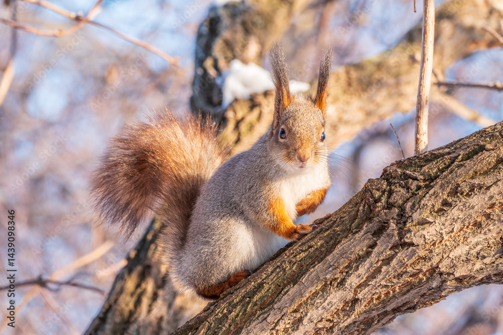 Squirrel in winter sits on a tree trunk with snow Squirrel in winter sits on a tree trunk with snow