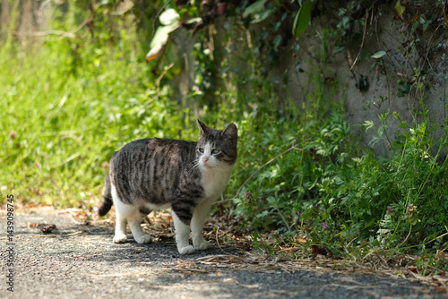 Stray cat at Tashirojima