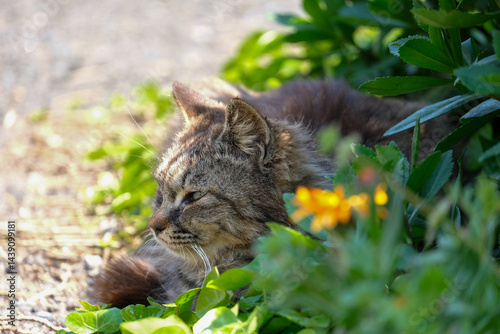 Stray cat at Tashirojima