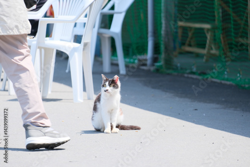 Stray cat at Tashirojima