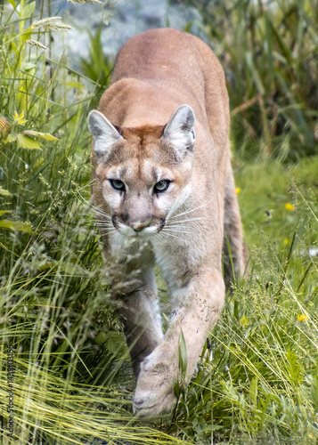 Mountain lion walking through tall grass in a natural habitat during daylight hours