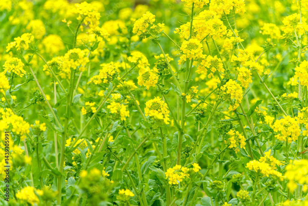 Fototapeta premium 菜の花畑に広がる春の彩り