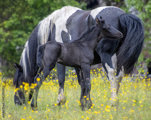 Mother horse stands protectively over her foal in a sunny meadow filled with wildflowers