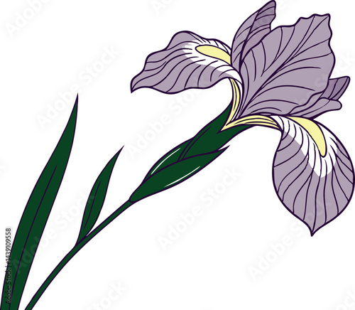 Stunning Iris Flower Vector Art for Designers