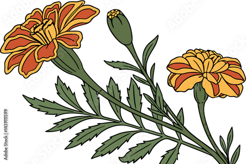 Beautiful Marigold Flower Vector Art for Designers