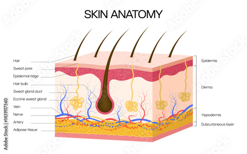 Human skin anatomy infographics. Vector medical cross sectional diagram of human skin showing epidermis, dermis, hypodermis, hair follicles, sweat glands, nerves, veins, arteries, and adipose tissue