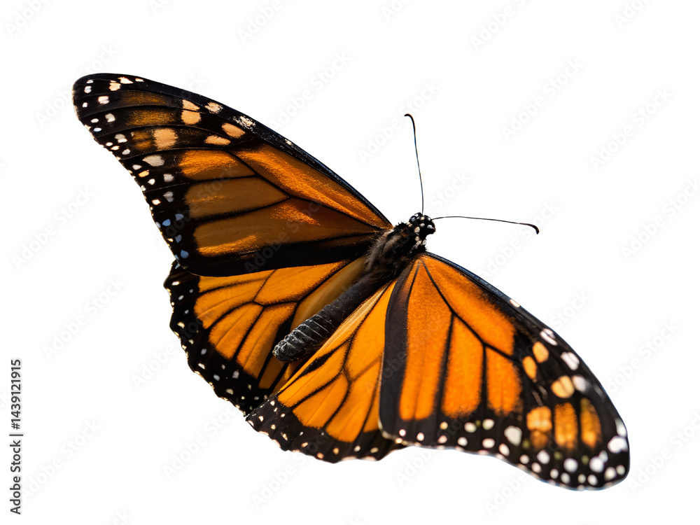 Close-Up of Colorful Butterfly in Flight Isolate on transparent background cutout, PNG file, Cutout file