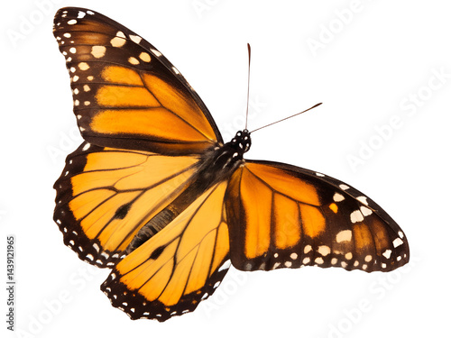 Close-Up of Colorful Butterfly in Flight Isolate on transparent background cutout, PNG file, Cutout file