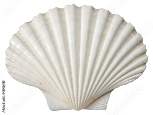 Obraz na płótnie White Scallop Seashell Isolate on transparent background cutout, PNG file, Cutout file w salonie