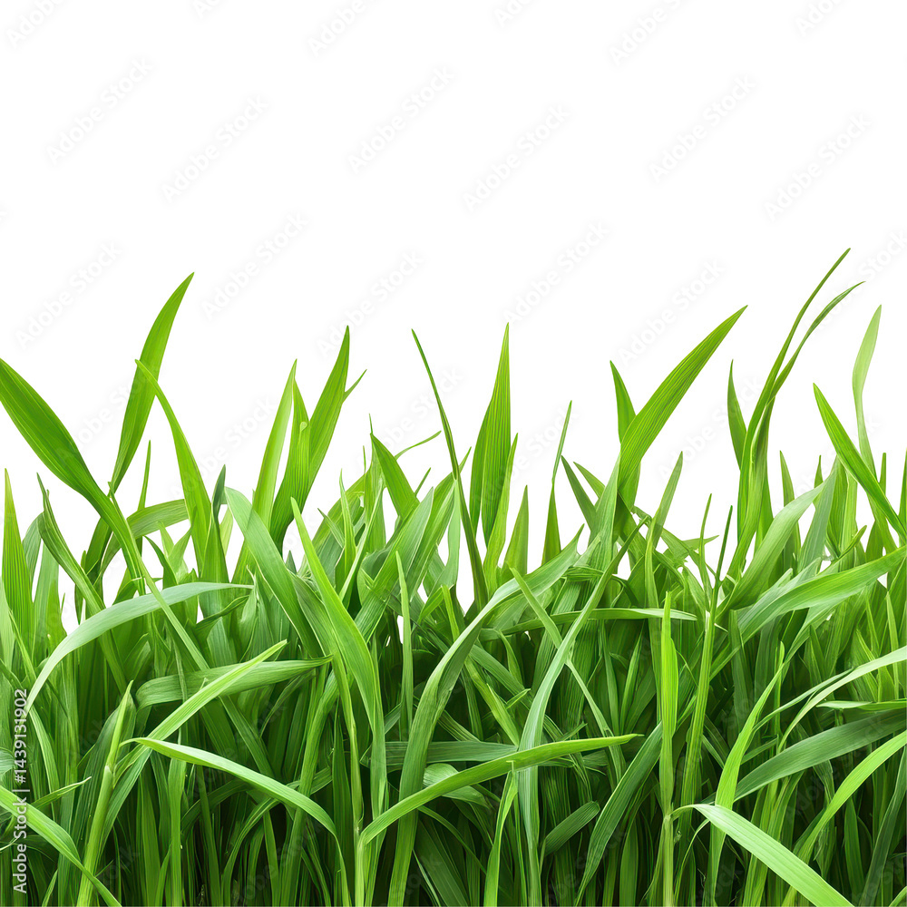 Fototapeta premium Lush green grass swaying gently in the breeze during a sunny day in a vibrant outdoor setting