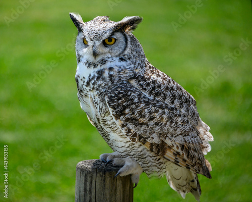 Great horned owl perched on a wooden post in a vibrant green field during daylight